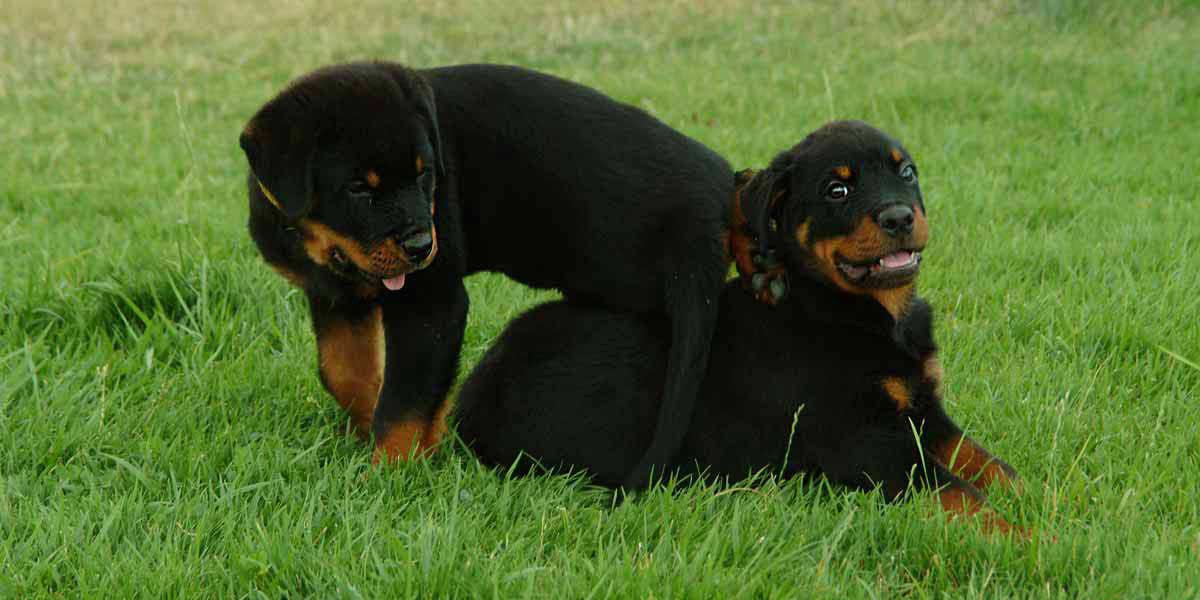 rottie-puppies